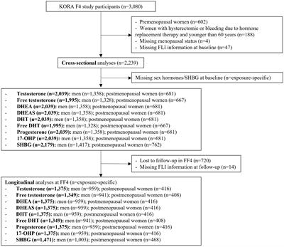 Association of sex hormones and sex hormone-binding globulin with liver fat in men and women: an observational and Mendelian randomization study